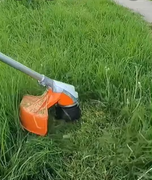 kikuyu grass mowing