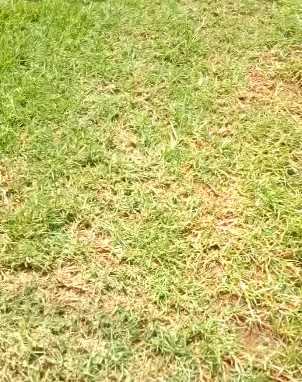 kikuyu grass summer patch