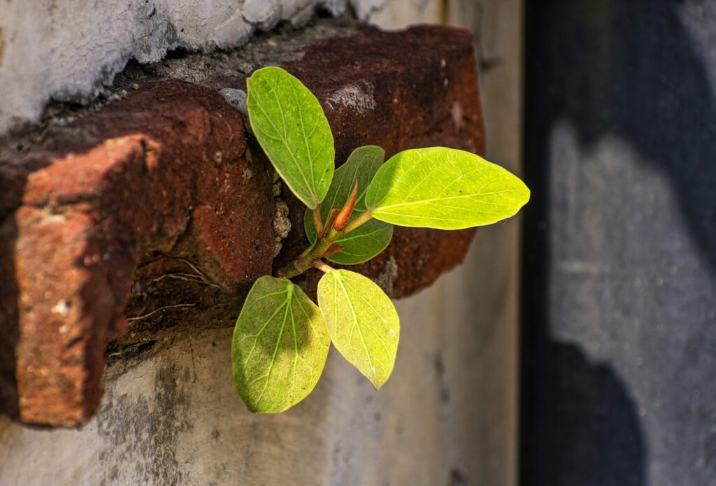 Plants